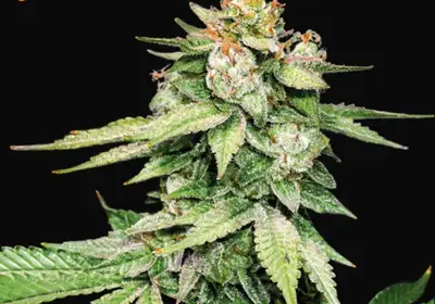 GG4 Auto