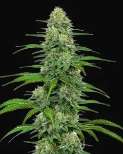 GG4