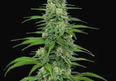 GG4