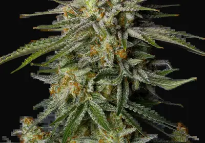 GG4 Sherbet FF