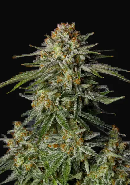GG4 Sherbet FF