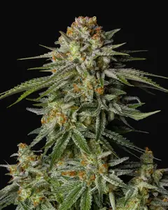 GG4 Sherbet FF