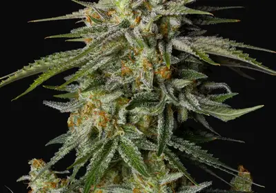 GG4 Sherbet FF
