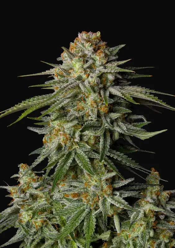 GG4 Sherbet FF