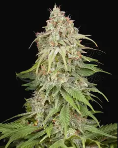 GH Amnesia