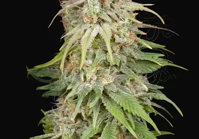 GH Amnesia