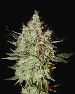 GH Cheese