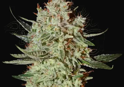 GH Cheese
