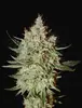 GH Cheese