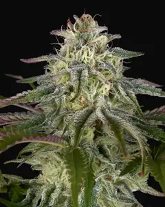 GH Cheese x Lemon Wookie Glue