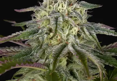 GH Cheese x Lemon Wookie Glue