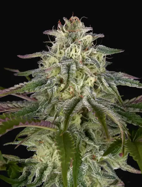 GH Cheese x Lemon Wookie Glue