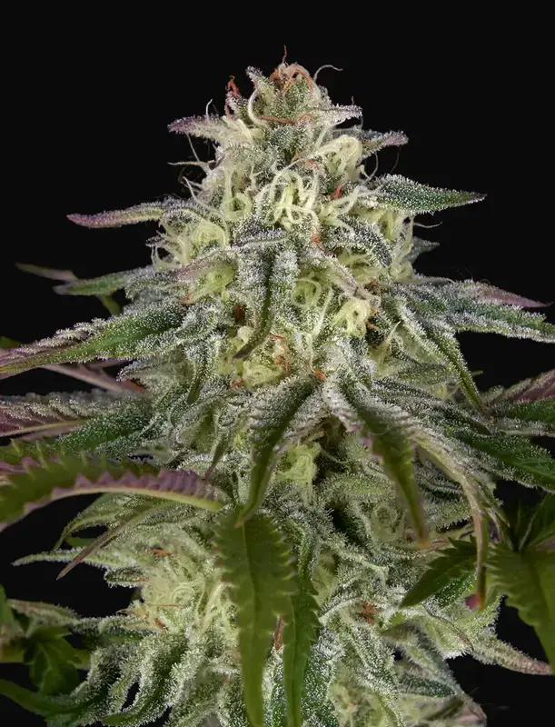 GH Cheese x Lemon Wookie Glue