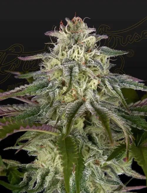 GH Cheese x Lemon Wookie Glue