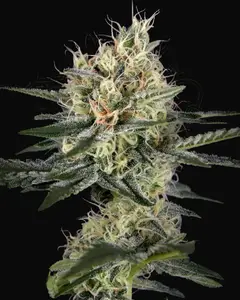 GH Cheese x Pineapple x Chemdog