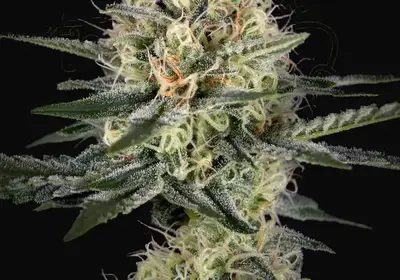 GH Cheese x Pineapple x Chemdog