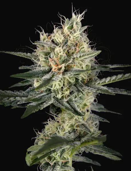 GH Cheese x Pineapple x Chemdog