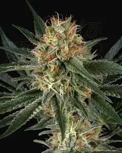GH Cheese x Sour Banana