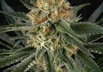 GH Cheese x Sour Banana