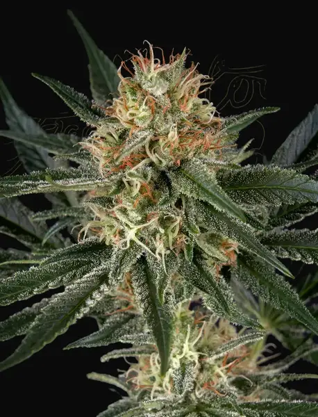 GH Cheese x Sour Banana
