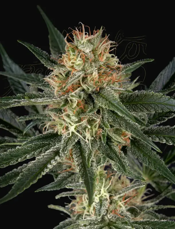 GH Cheese x Sour Banana