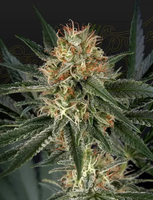 GH Cheese x Sour Banana