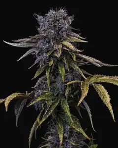 Ghost Toof Auto