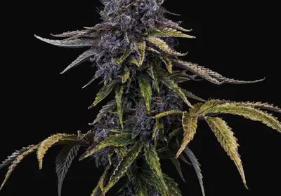 Ghost Toof Auto