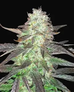 Ghost Train Haze Auto