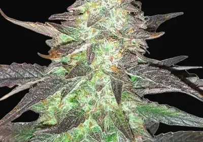 Ghost Train Haze Auto