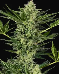 Ghostbuzzters OG Automatic