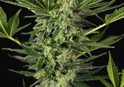 Ghostbuzzters OG Automatic