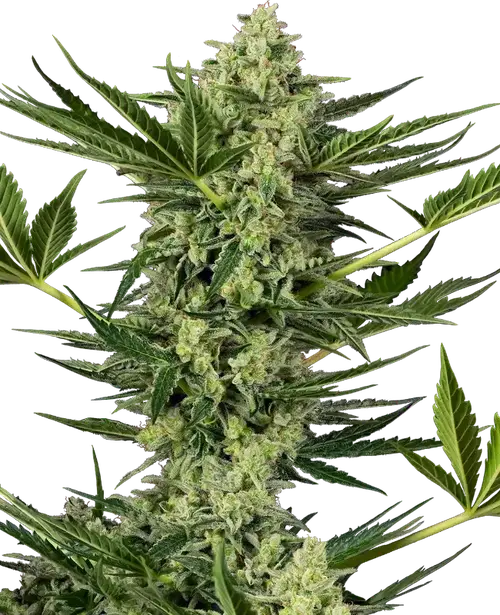 Ghostbuzzters OG Automatic