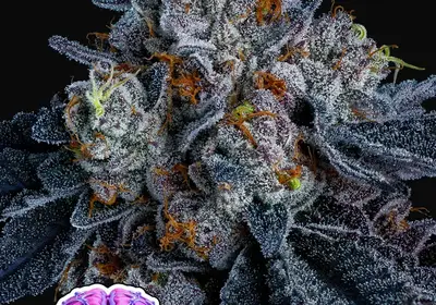 Giga Brain Auto