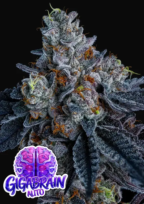 Giga Brain Auto