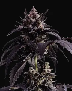 Ginger Punch Auto