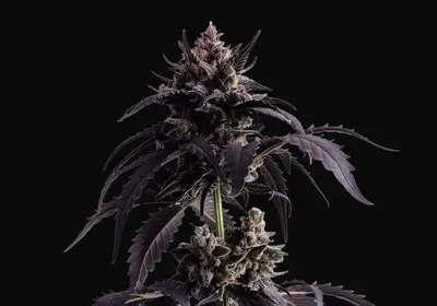 Ginger Punch Auto