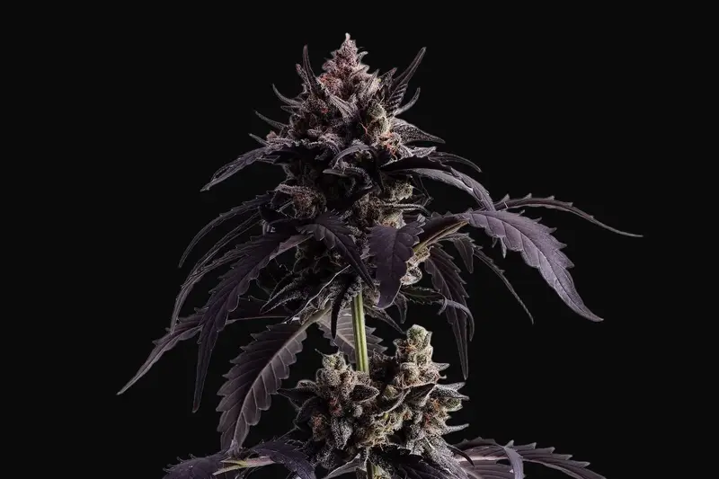 Ginger Punch Auto