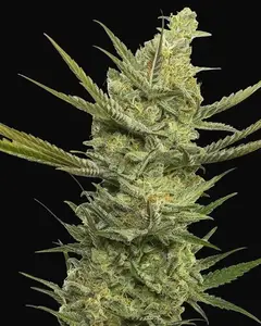Gipsy Haze