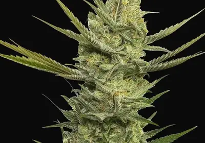 Gipsy Haze