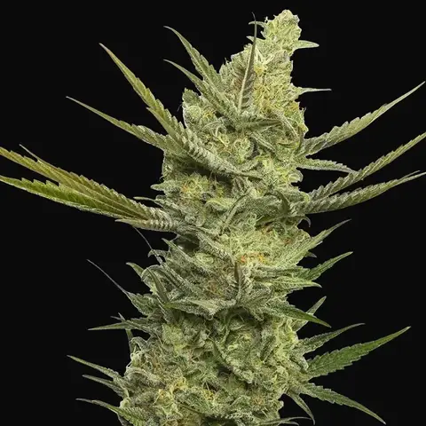 Gipsy Haze