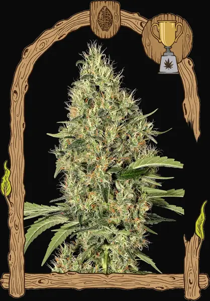 Gipsy Widow