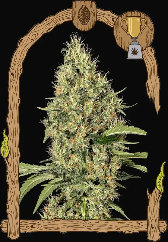 Gipsy Widow