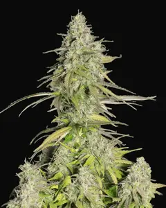 Girl Scout Cookies Auto