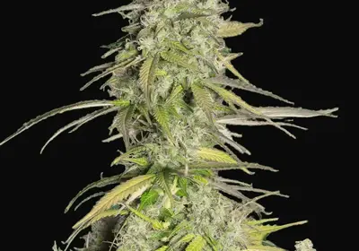 Girl Scout Cookies Auto