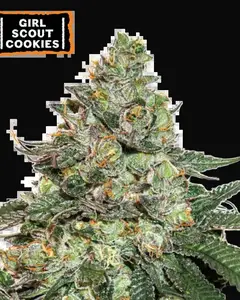 Girl Scout Cookies Auto