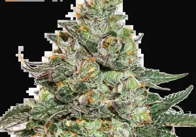 Girl Scout Cookies Auto