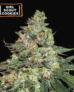 Girl Scout Cookies Auto