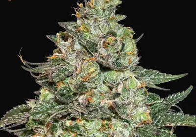 Girl Scout Cookies Auto