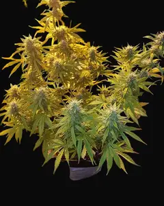 Girl Scout Cookies